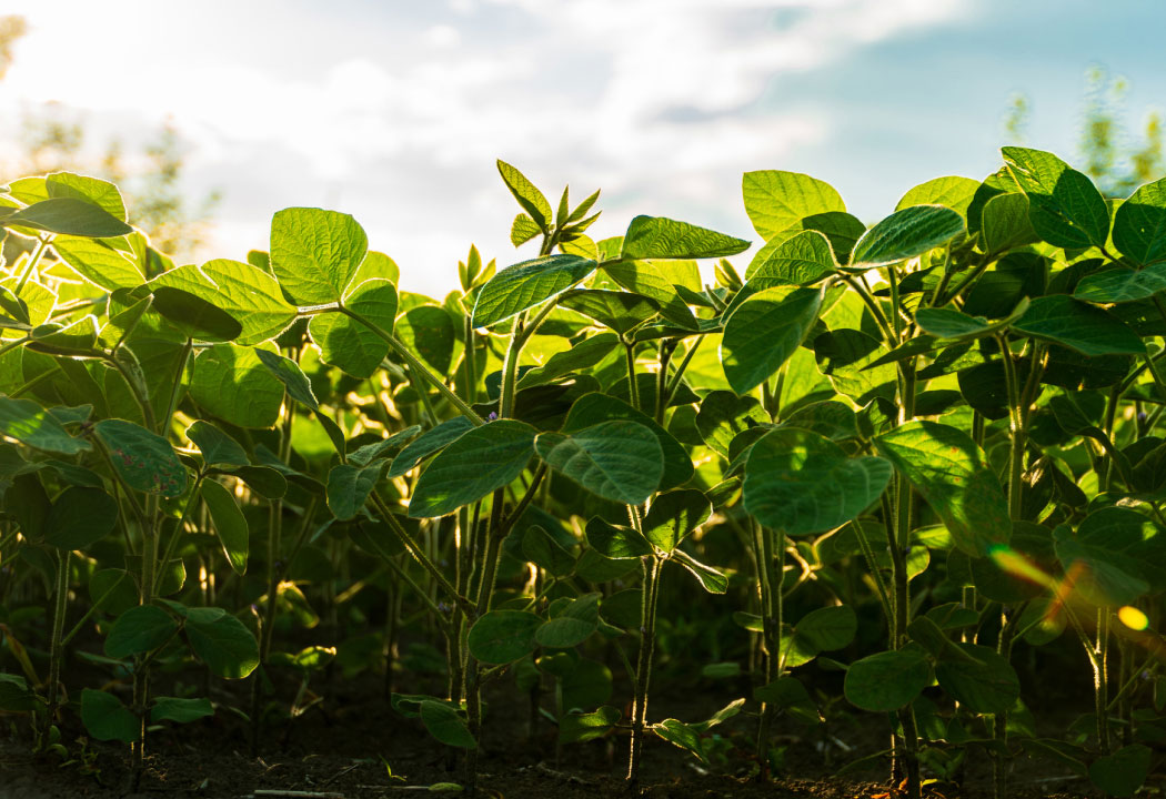 close-up of soybeans growing in soil